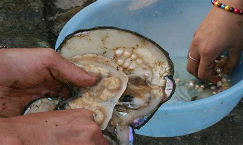 what time of year are pearls harvested in china